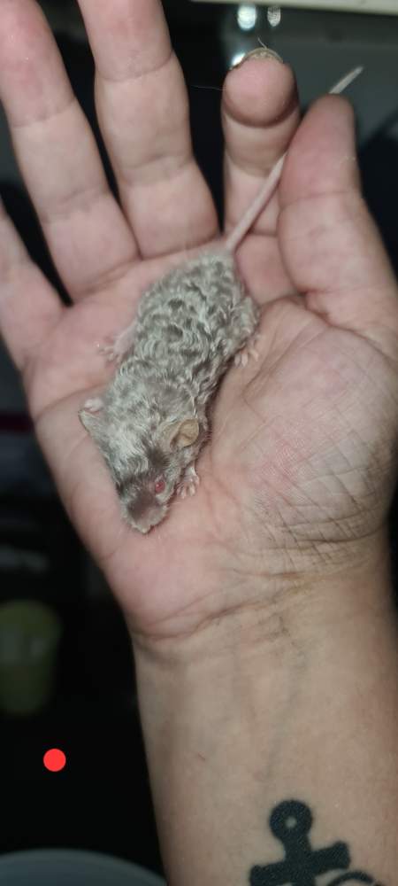 Fancy mouse Pet only Mus musculus 