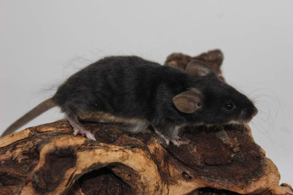 Fancy mouse Pet only Mus musculus 