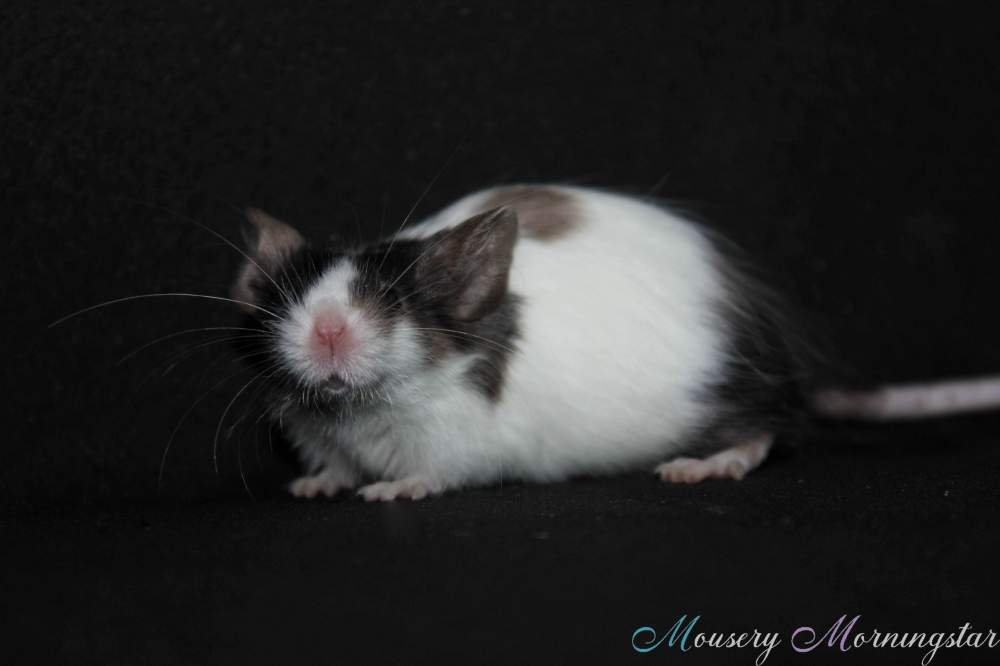 Fancy mouse Retired Mus musculus 
