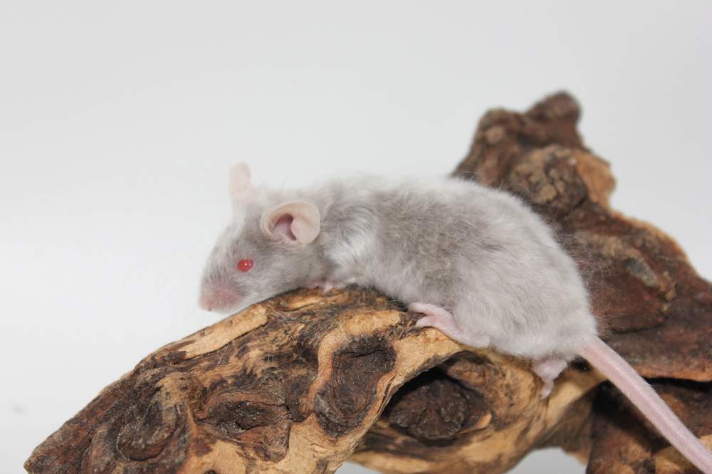 Fancy mouse Breeder Mus musculus 