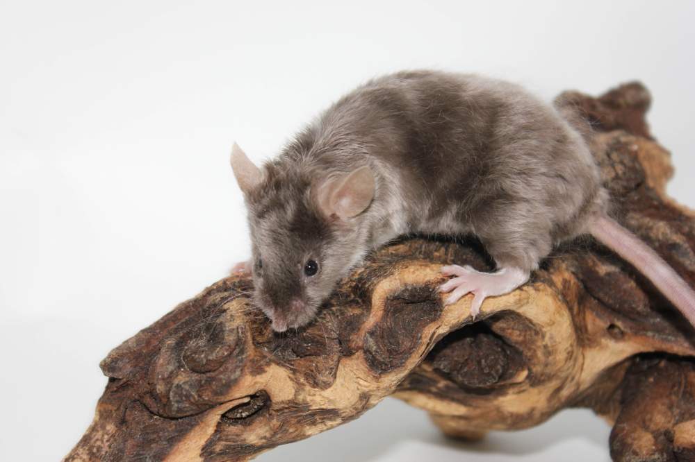 Fancy mouse Breeder Mus musculus 