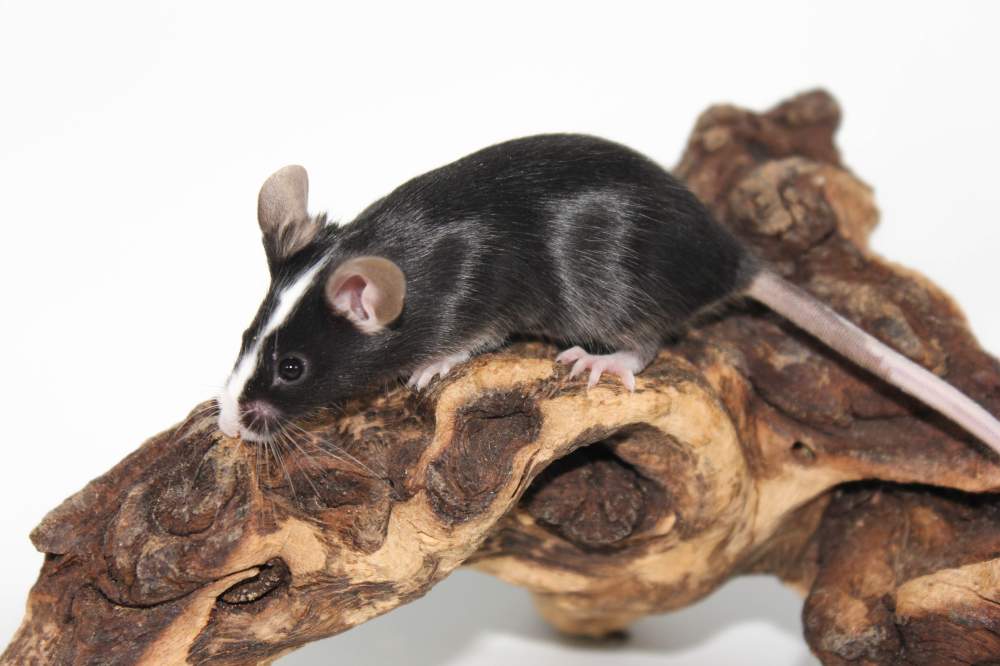 Fancy mouse Free Mus musculus 
