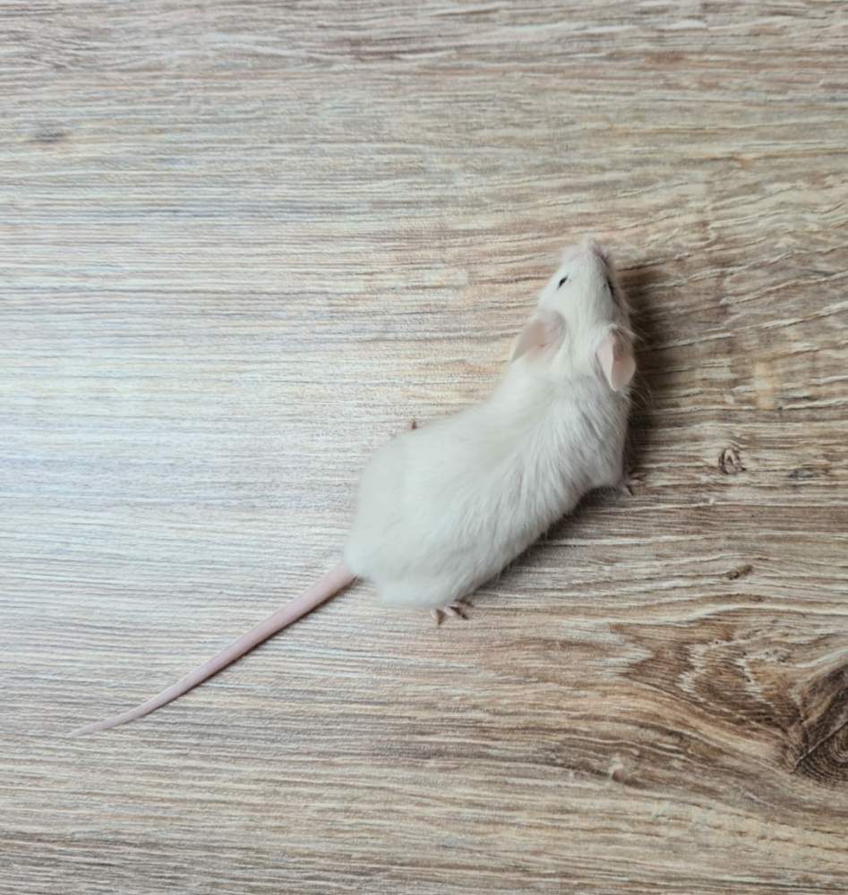 Fancy mouse Retired Mus musculus 