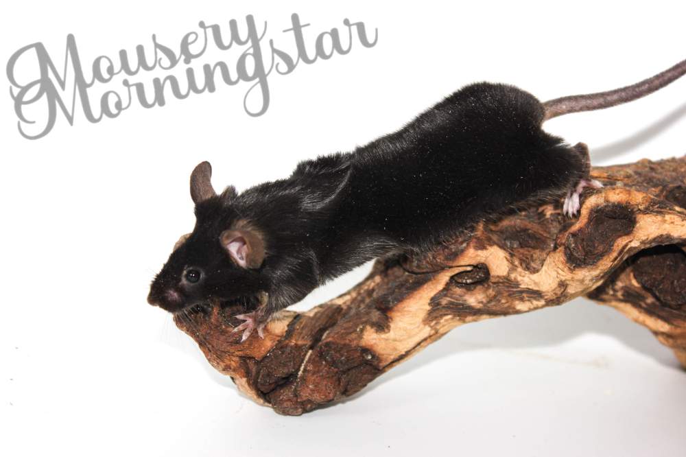Fancy mouse Pet only Mus musculus 