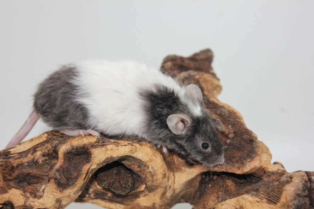 Fancy mouse Breeder Mus musculus 