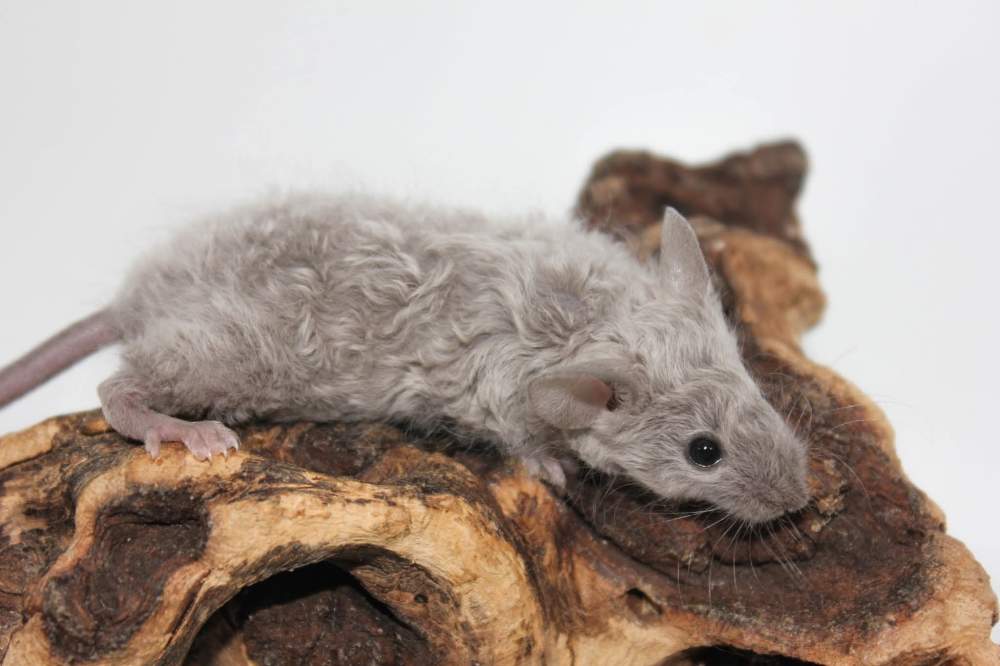 Fancy mouse Breeder Mus musculus 