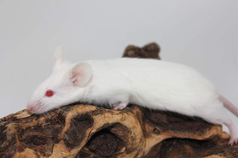 Fancy mouse Free Mus musculus 
