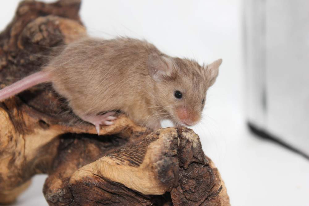 Fancy mouse Available for rehoming Mus musculus 