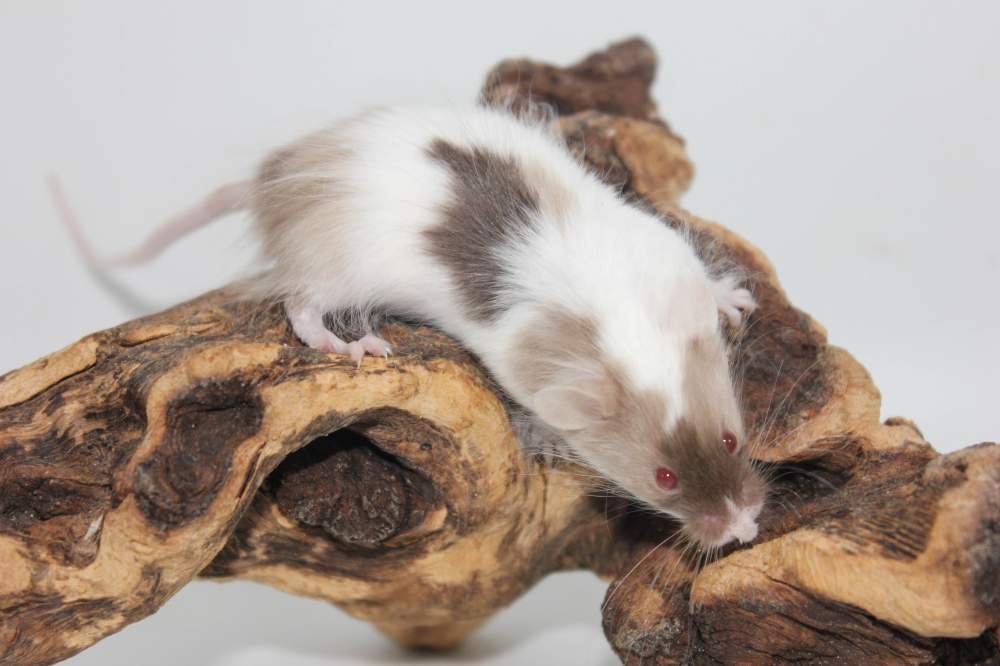 Fancy mouse Breeder Mus musculus 