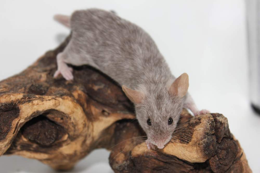 Fancy mouse Breeder Mus musculus 
