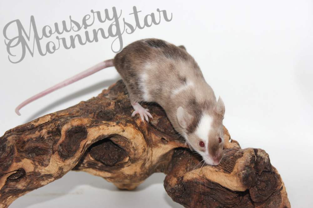 Fancy mouse Pet only Mus musculus 