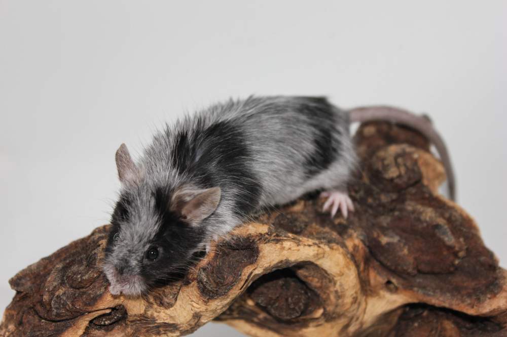 Fancy mouse Breeder Mus musculus 