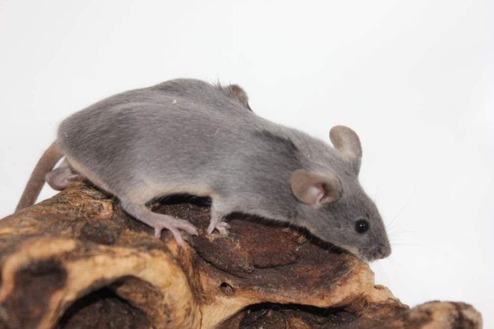 Fancy mouse Pet only Mus musculus 