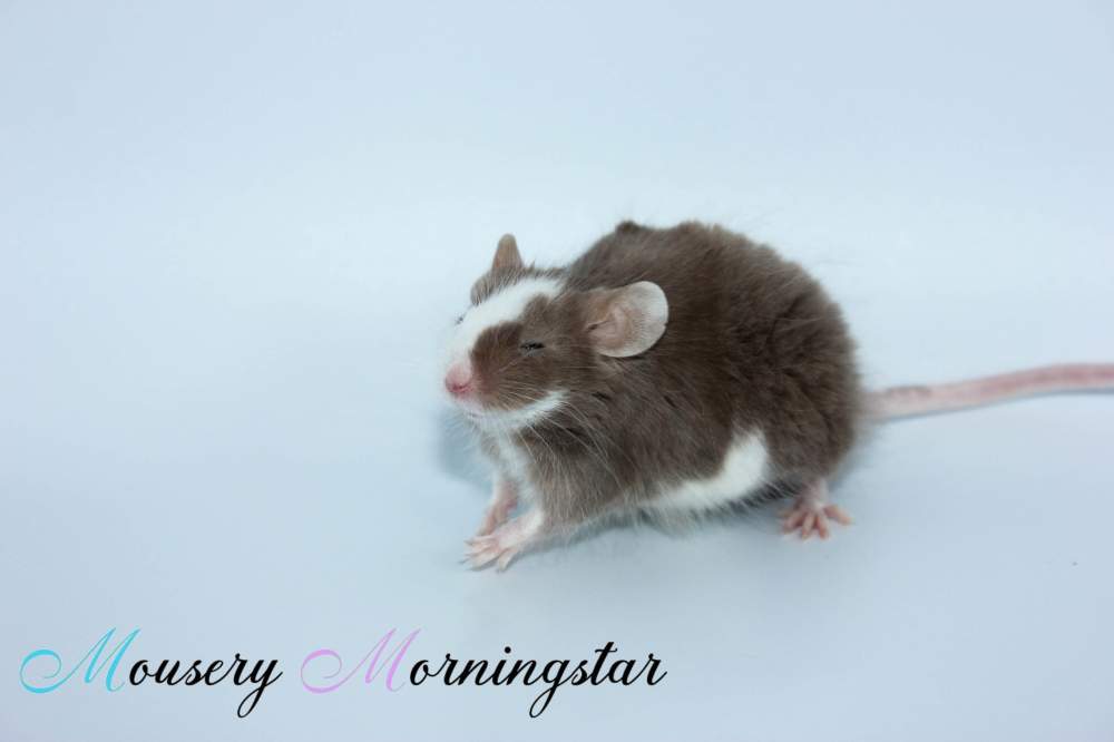 Fancy mouse Retired Mus musculus 