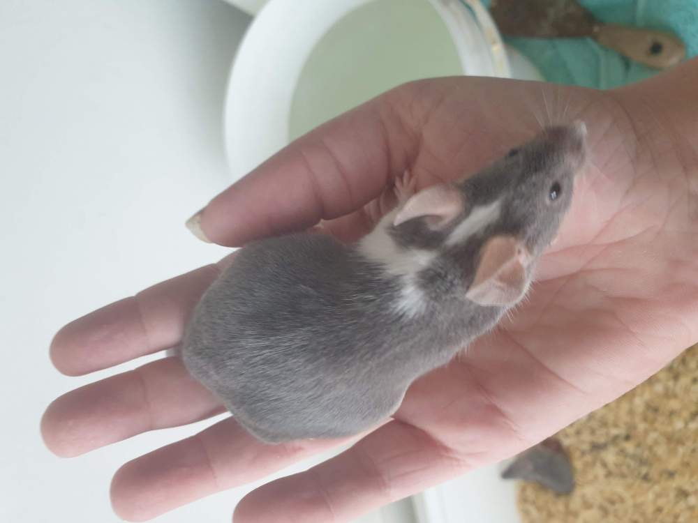 Fancy mouse Retired Mus musculus 
