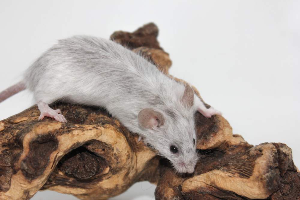 Fancy mouse Breeder Mus musculus 