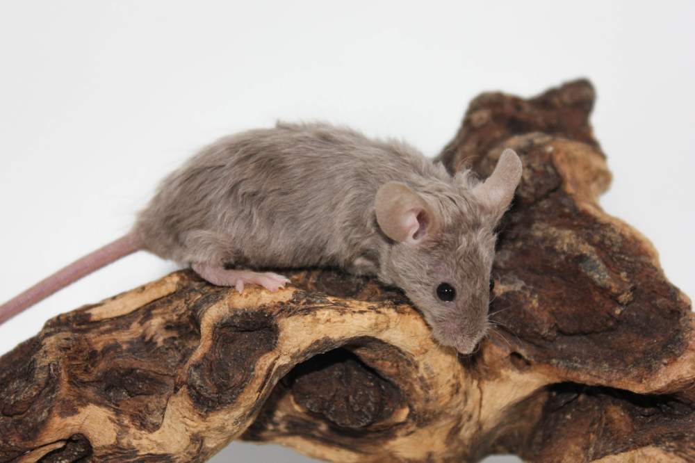 Fancy mouse Breeder Mus musculus 
