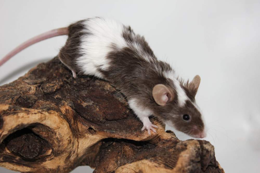 Fancy mouse Breeder Mus musculus 