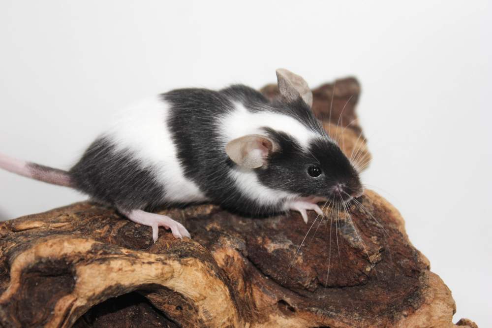 Fancy mouse Breeder Mus musculus 
