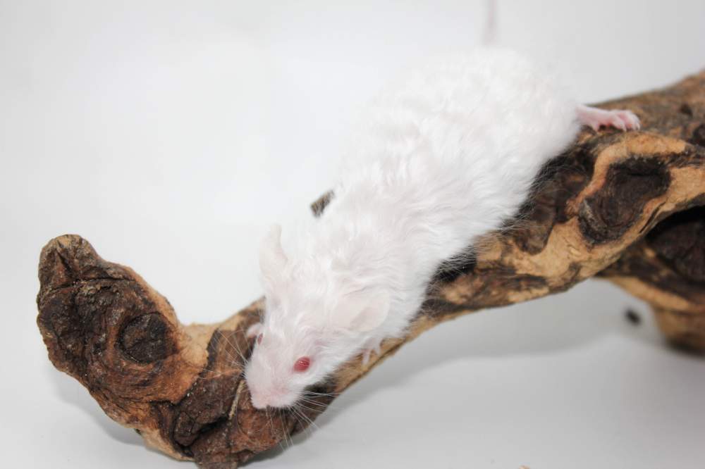 Fancy mouse Breeder Mus musculus 