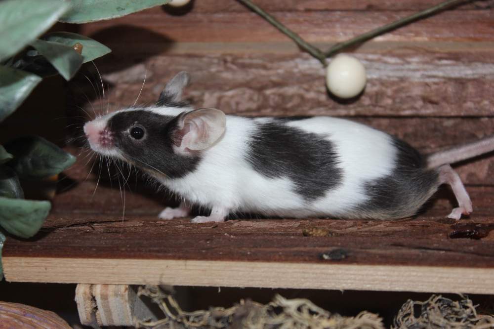Fancy mouse Retired Mus musculus 