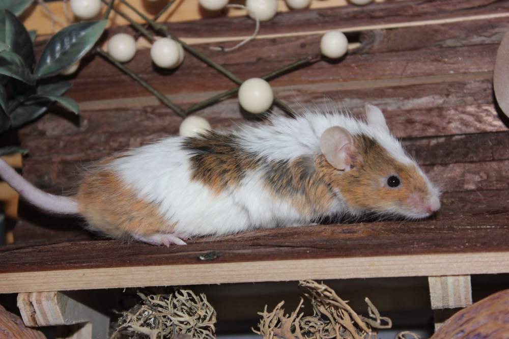 Fancy mouse Retired Mus musculus 