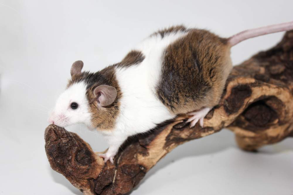 Fancy mouse Retired Mus musculus 