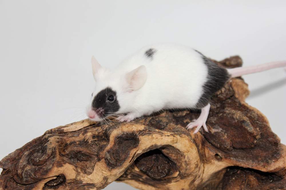 Fancy mouse Available for rehoming Mus musculus 