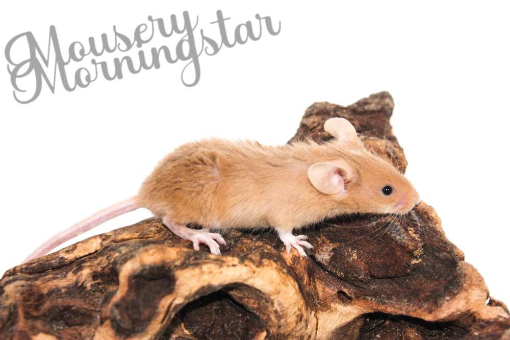 Fancy mouse Retired Mus musculus 