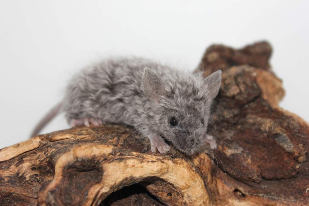 Fancy mouse Breeder Mus musculus 