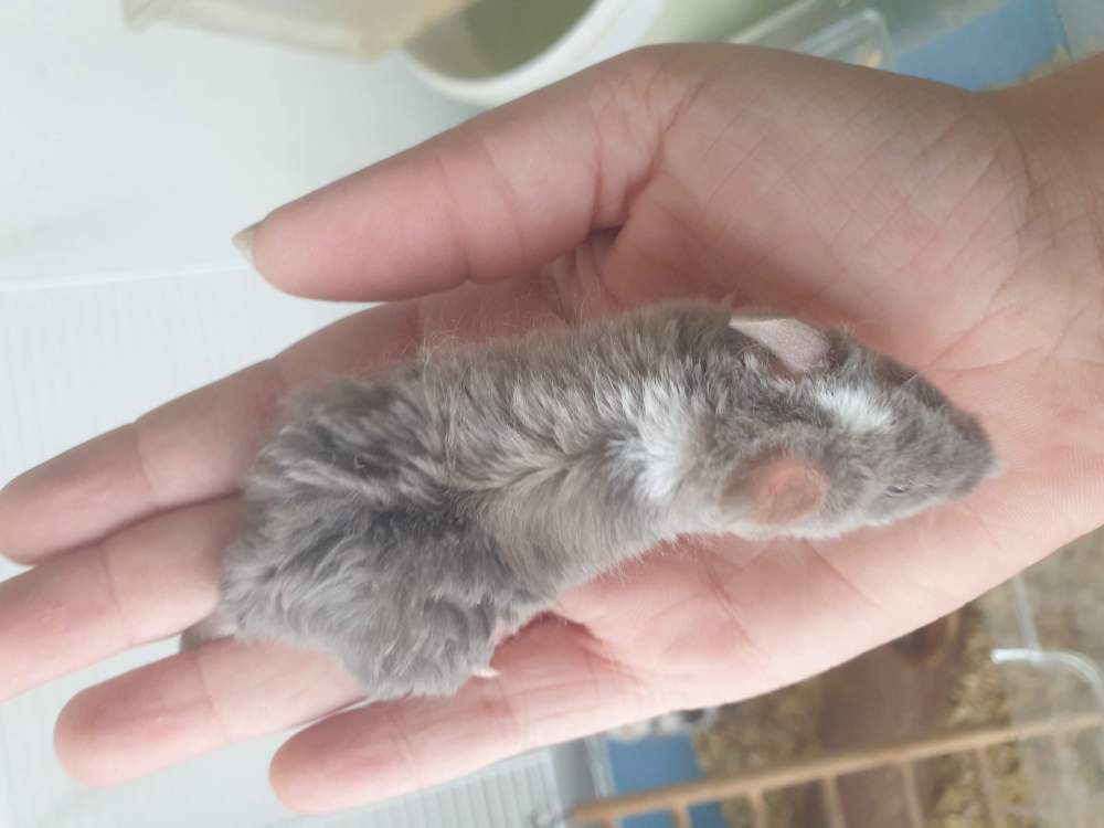 Fancy mouse Retired Mus musculus 