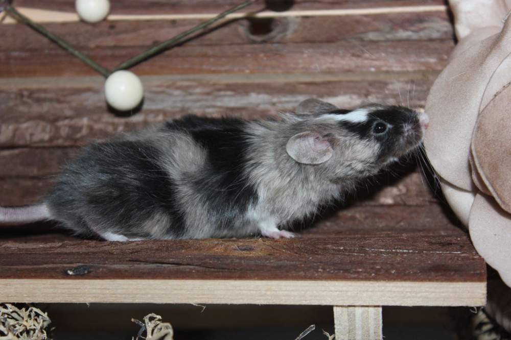 Fancy mouse Retired Mus musculus 