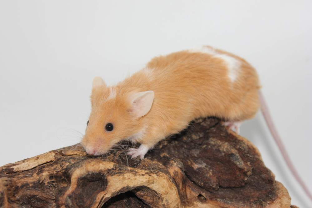 Fancy mouse Rehomed Mus musculus 