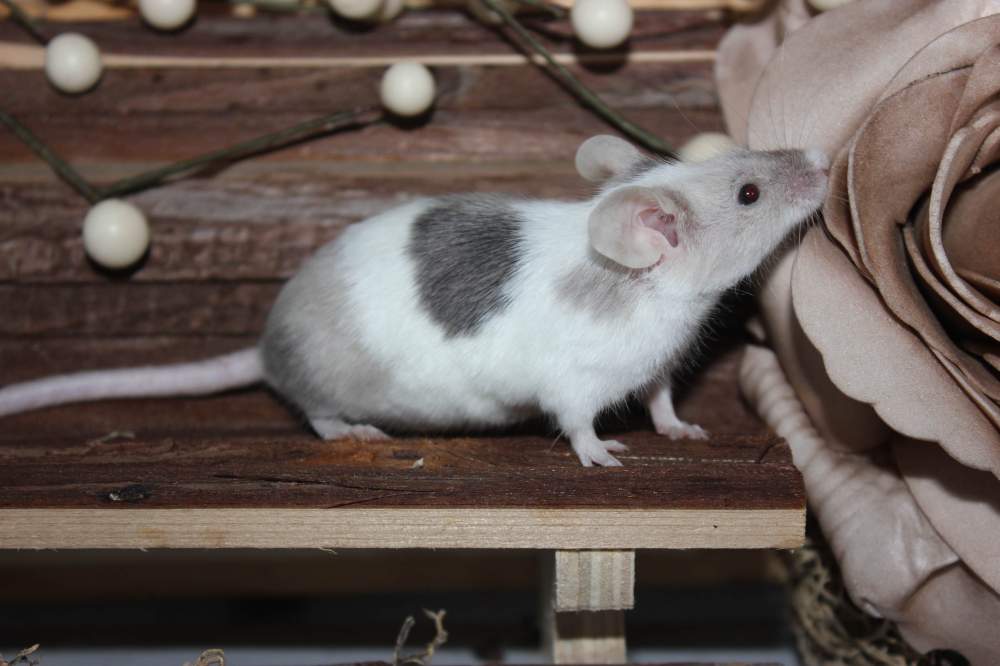 Fancy mouse Retired Mus musculus 
