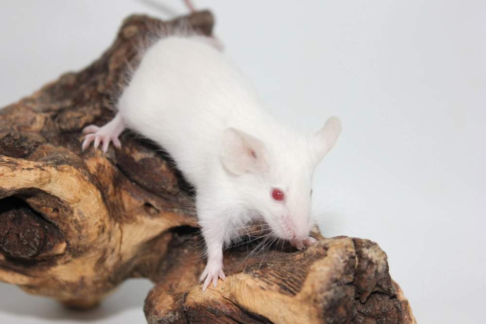 Fancy mouse Breeder Mus musculus 