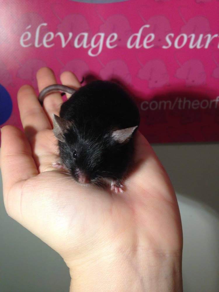 Fancy mouse Retired Mus musculus 