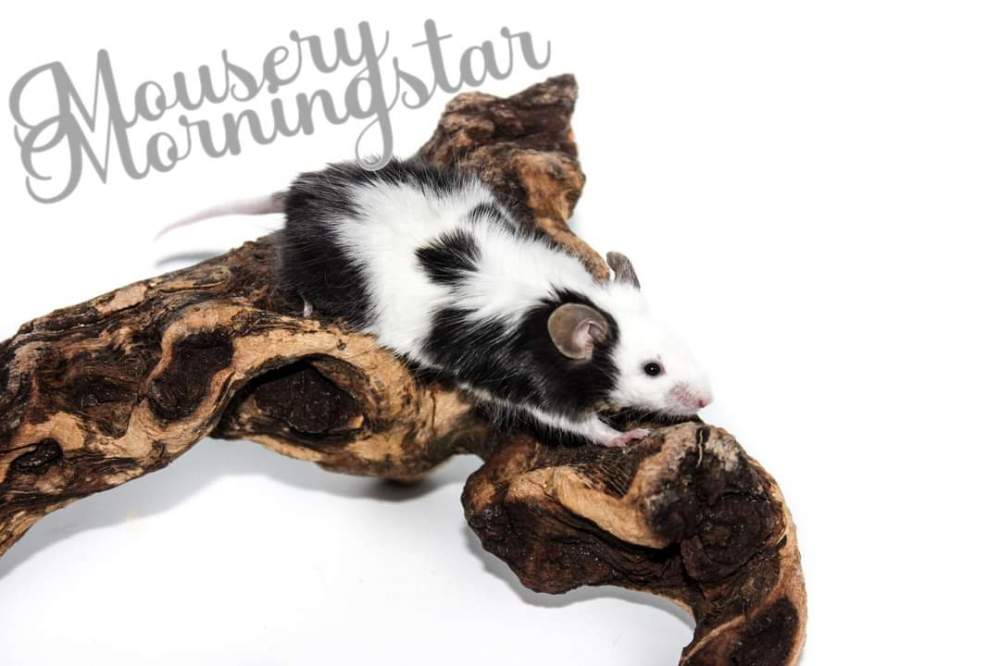 Fancy mouse Breeder Mus musculus 