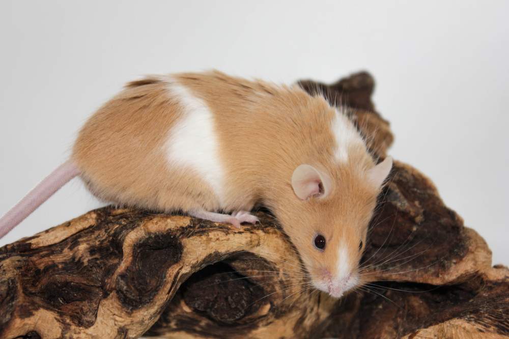 Fancy mouse Retired Mus musculus 
