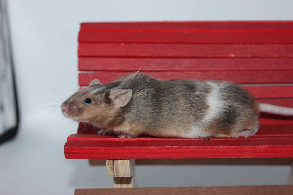 Fancy mouse Retired Mus musculus 