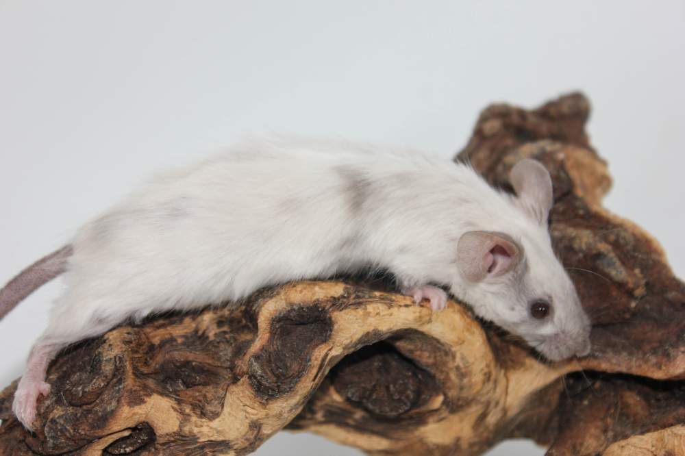 Fancy mouse Breeder Mus musculus 