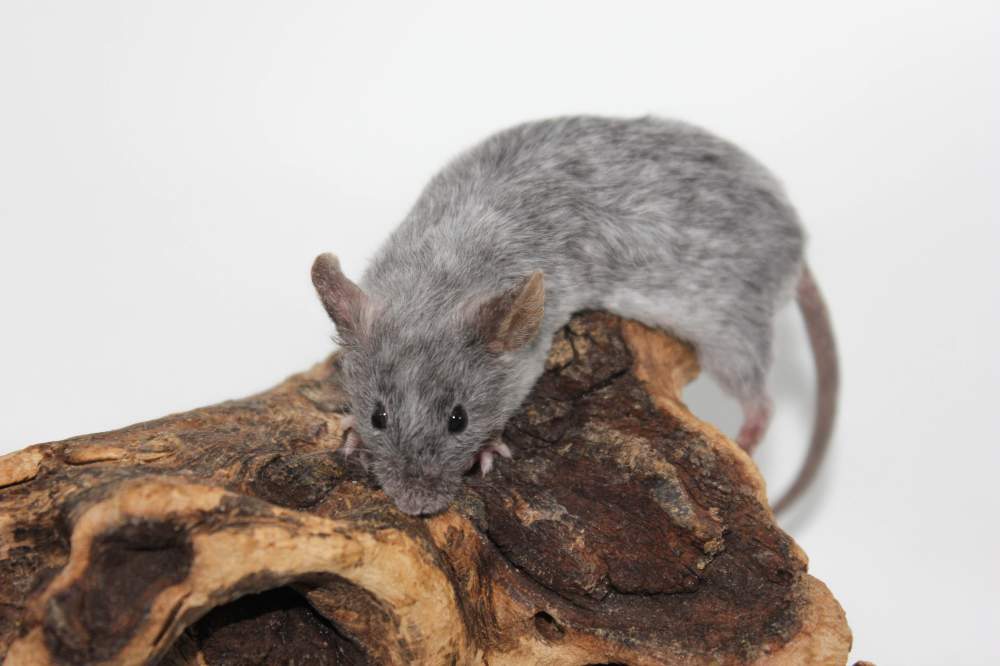 Fancy mouse Breeder Mus musculus 