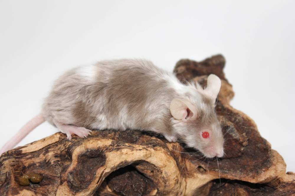 Fancy mouse Breeder Mus musculus 