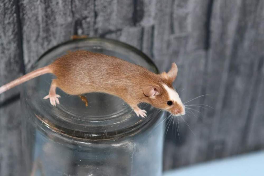 Fancy mouse Retired Mus musculus 