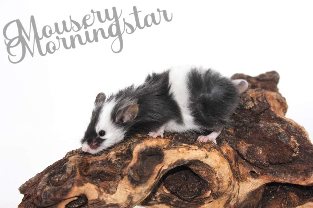 Fancy mouse Breeder Mus musculus 