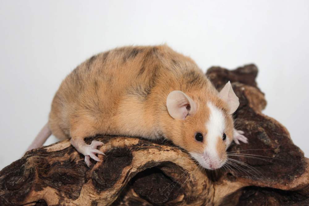 Fancy mouse Retired Mus musculus 