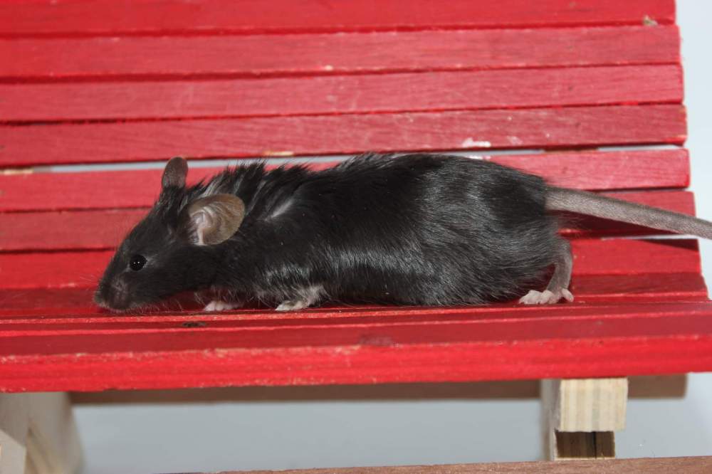 Fancy mouse Pet only Mus musculus 