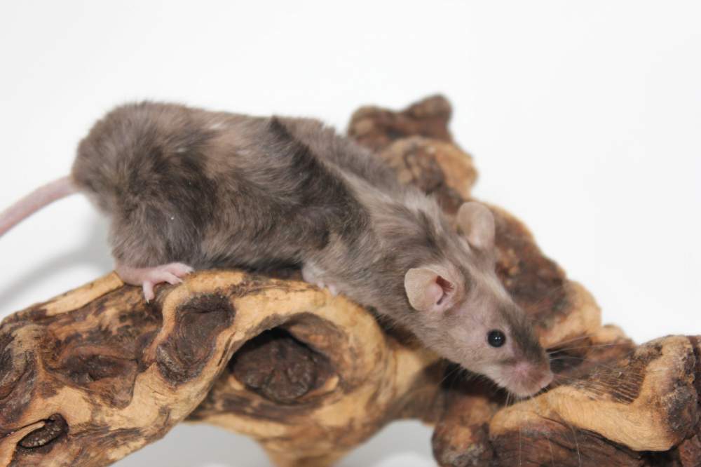 Fancy mouse Rehomed Mus musculus 