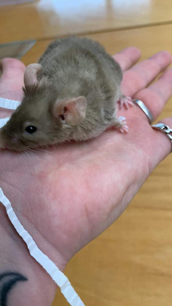 Fancy mouse Pet only Mus musculus 