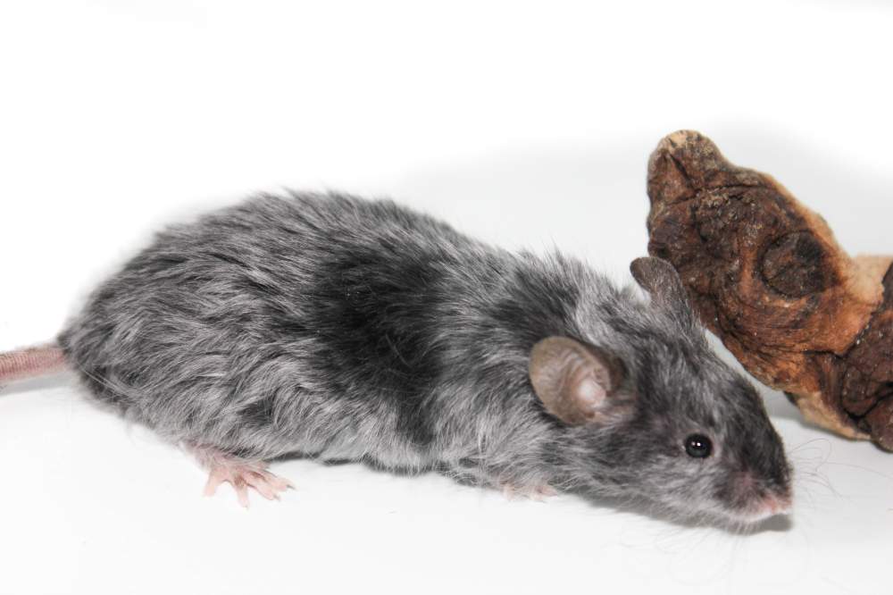 Fancy mouse Breeder Mus musculus 