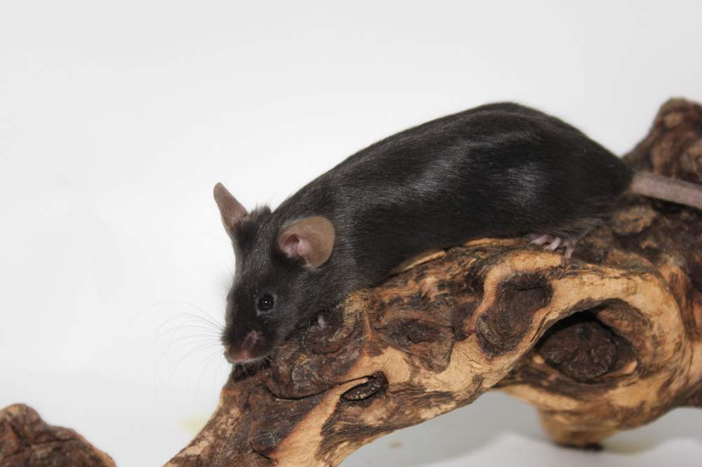 Fancy mouse Rehomed Mus musculus 